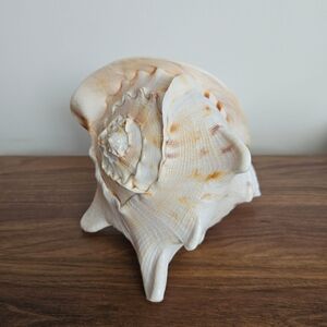 Vintage Large Horned Helmet Shell Conch Cassis cornuta Natural Specimen